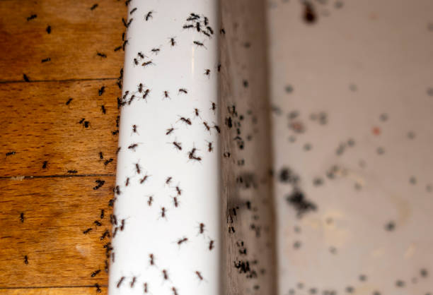 Best Best Pest Control Companies  in Toledo, OR