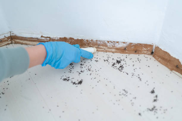Best Rodent Control Near Me  in Toledo, OR